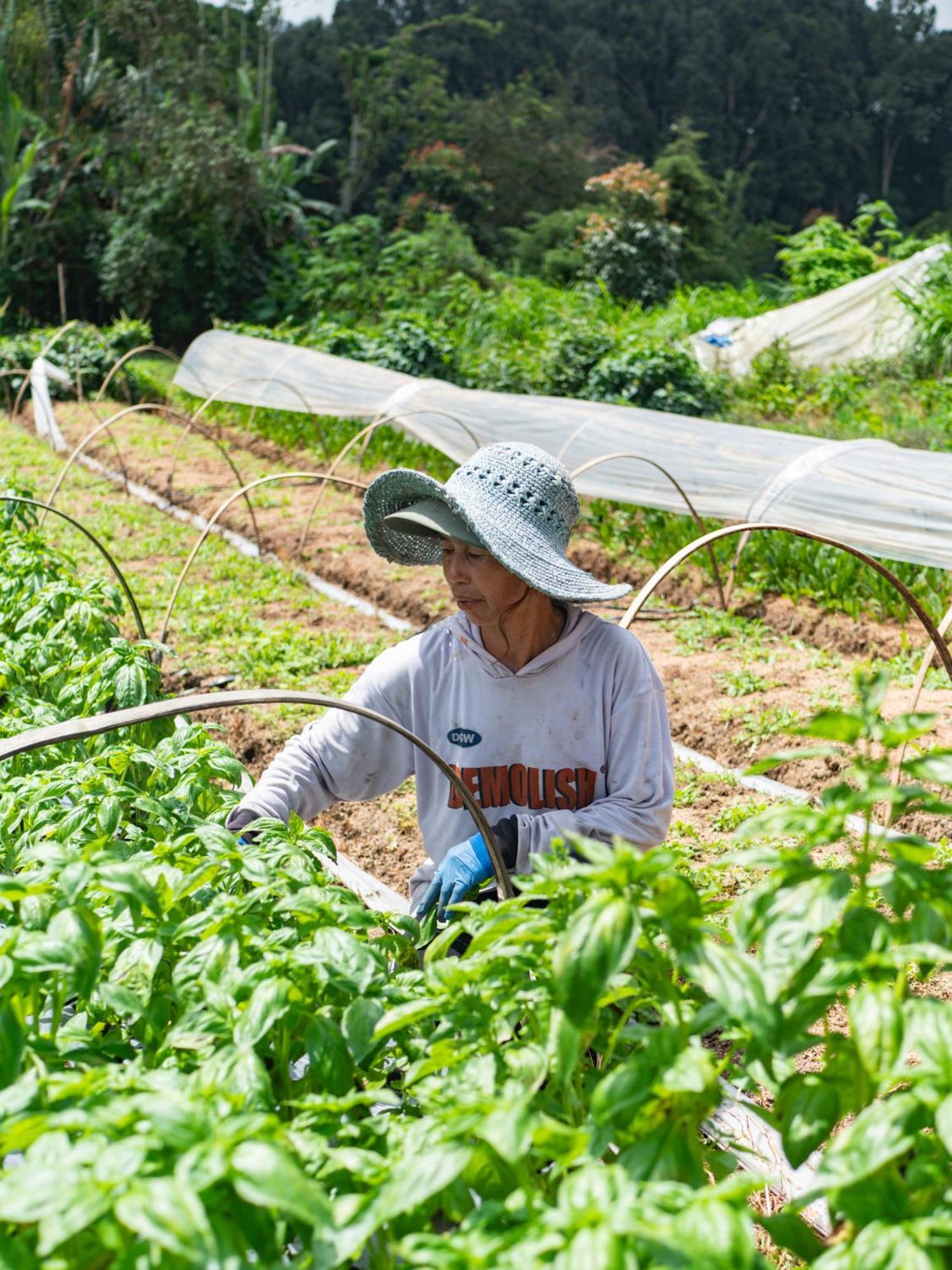 Selemadeg Catu Glamping Bedugul 빌라 외부 사진